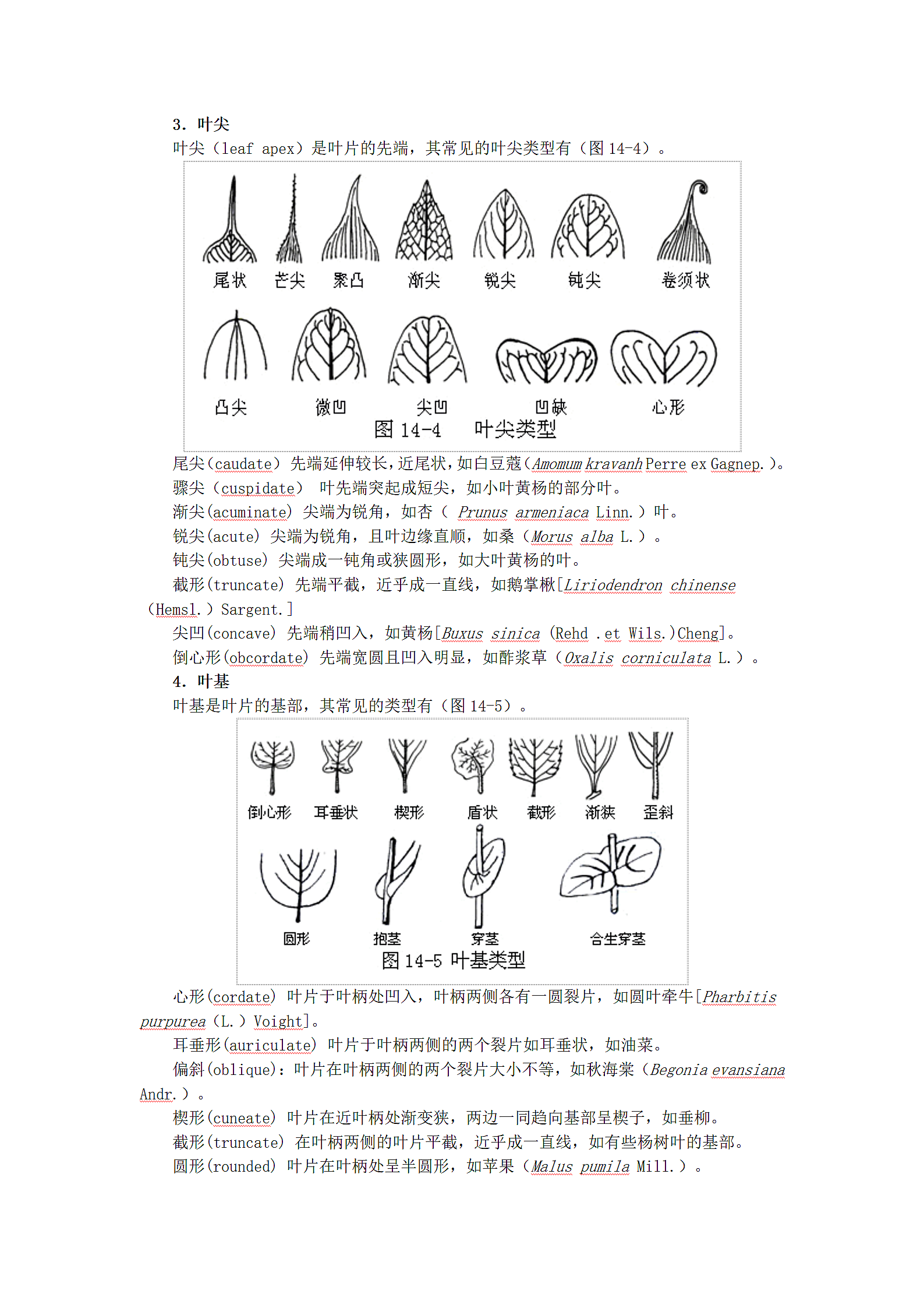 植物形态的辨认第4页