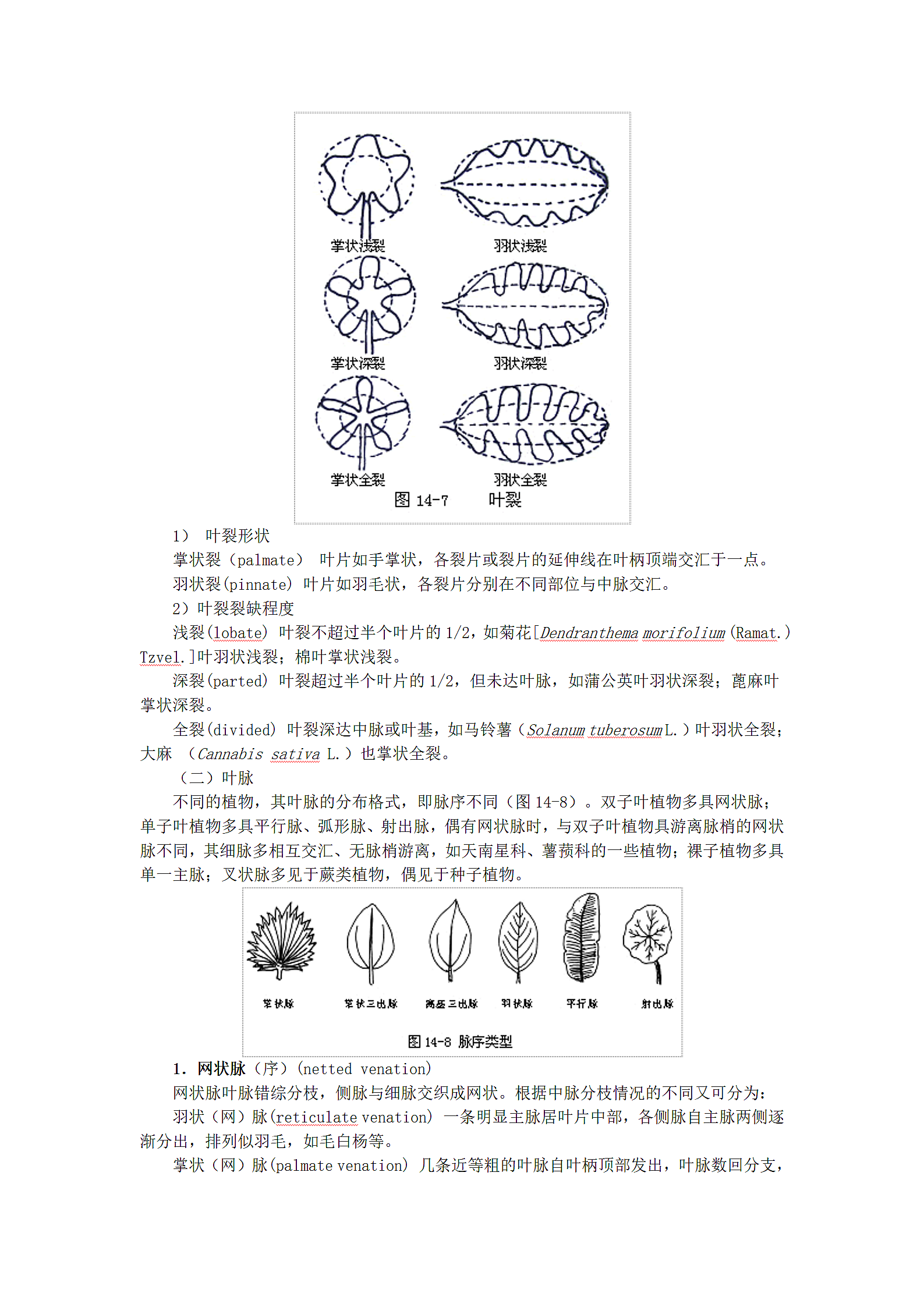 植物形态的辨认第6页