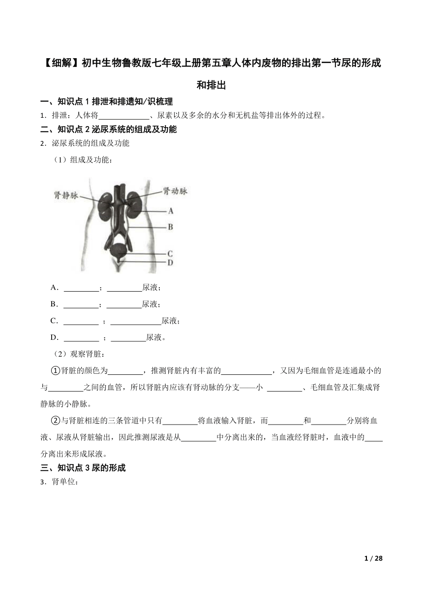 人体内废物的排出