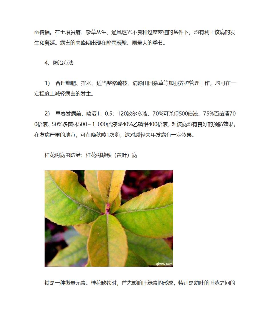 桂花病虫害防治第13页