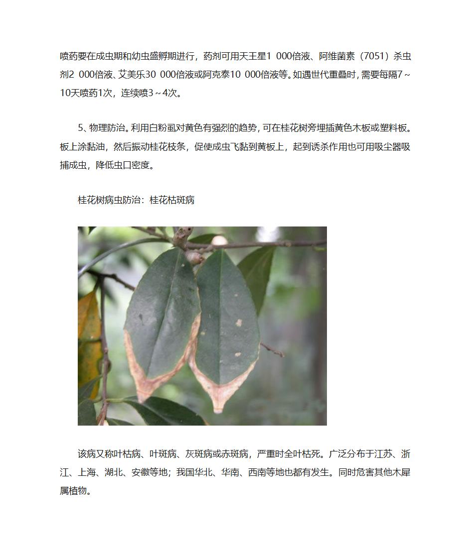 桂花病虫害防治第23页