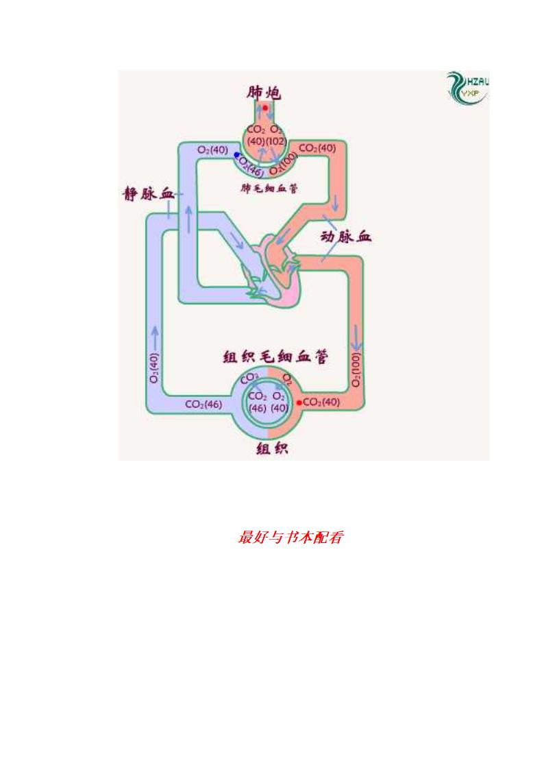 气体交换的过程第4页