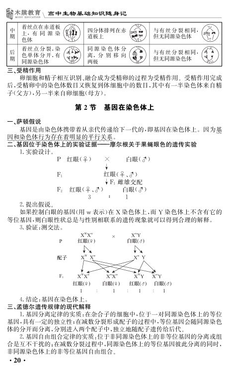 高中生物基础知识点大全第20页