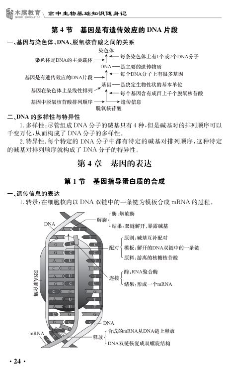 高中生物基础知识点大全第24页