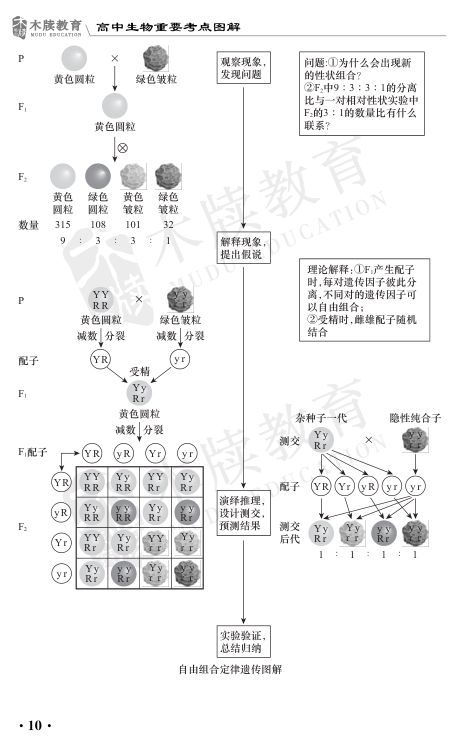 高中生物重要考点图解第10页