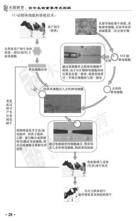 高中生物重要考点图解第28页