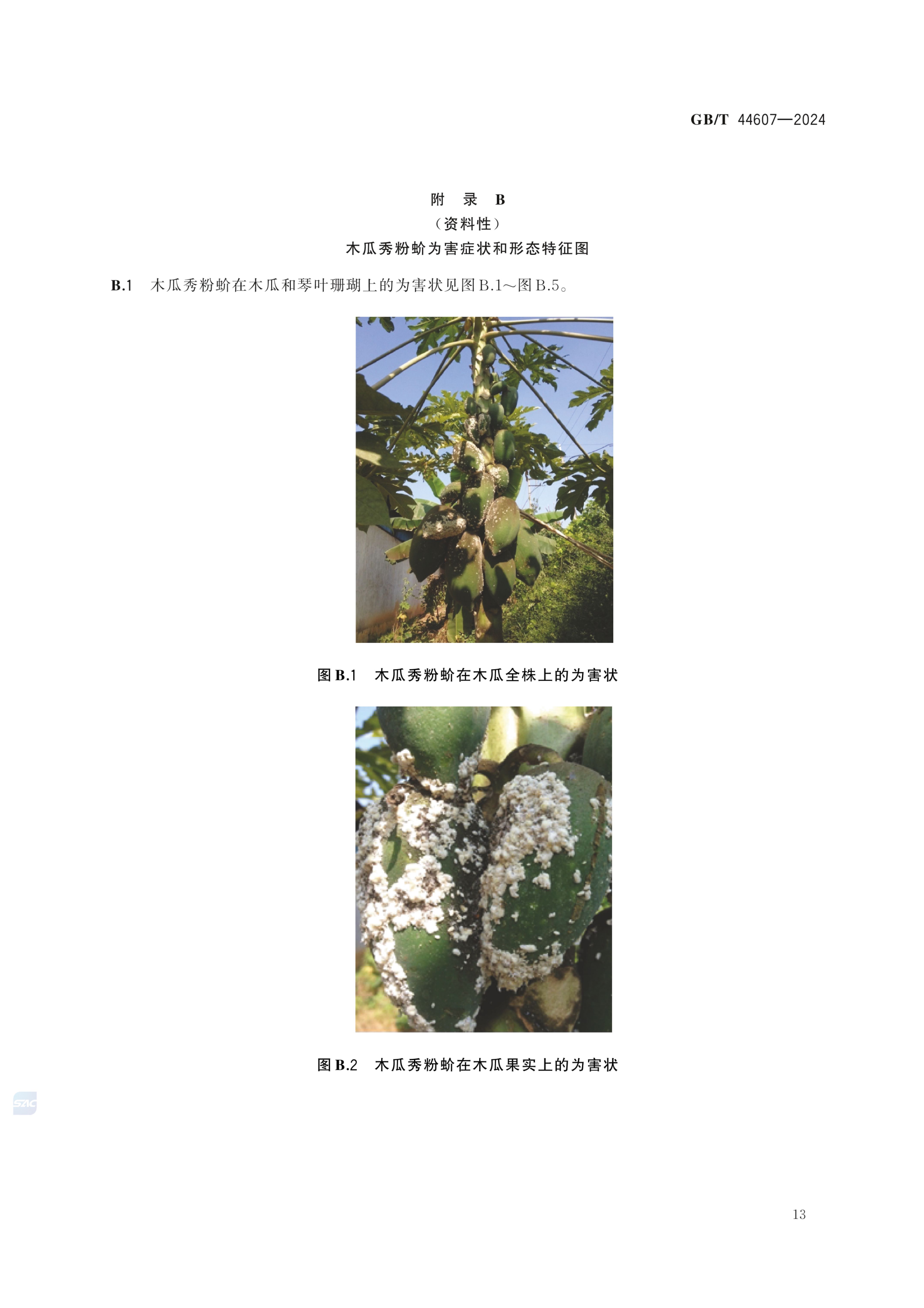 木瓜秀粉蚧检疫鉴定方法GBT44607-2024dz第17页