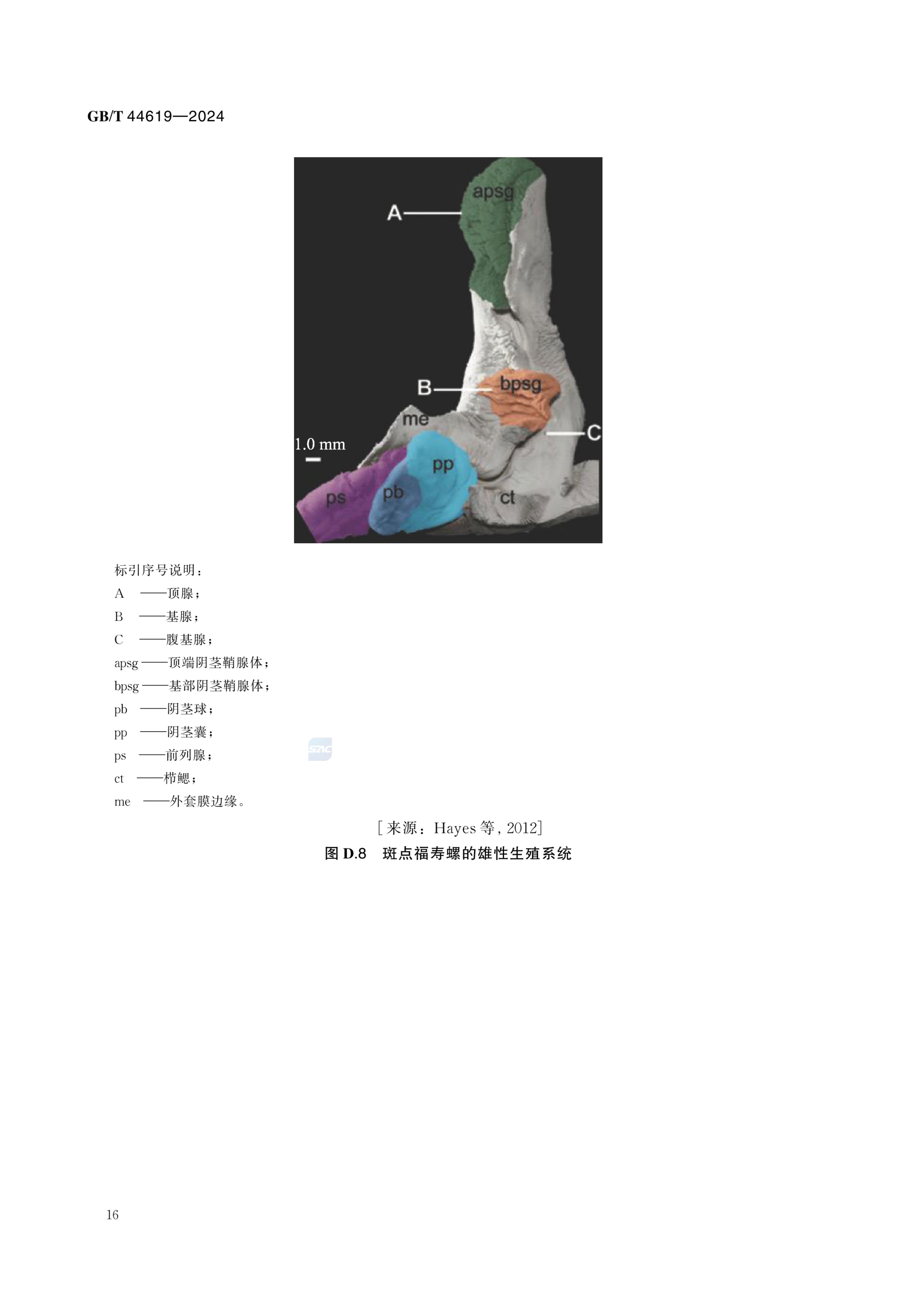 福寿螺检疫鉴定方法GBT44619-2024第22页