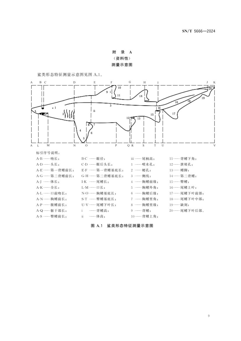 软骨鱼类物种鉴定技术规范SNT5666-2024第11页