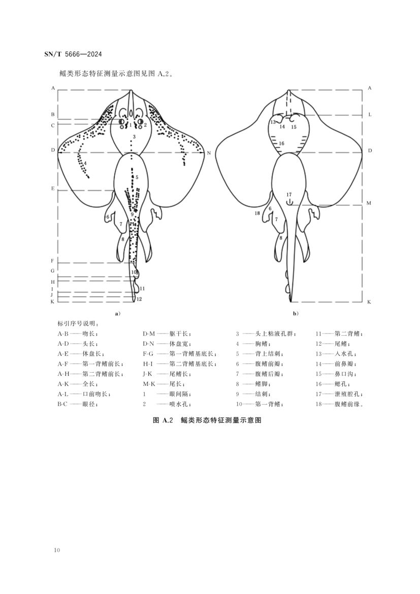 软骨鱼类物种鉴定技术规范SNT5666-2024第12页