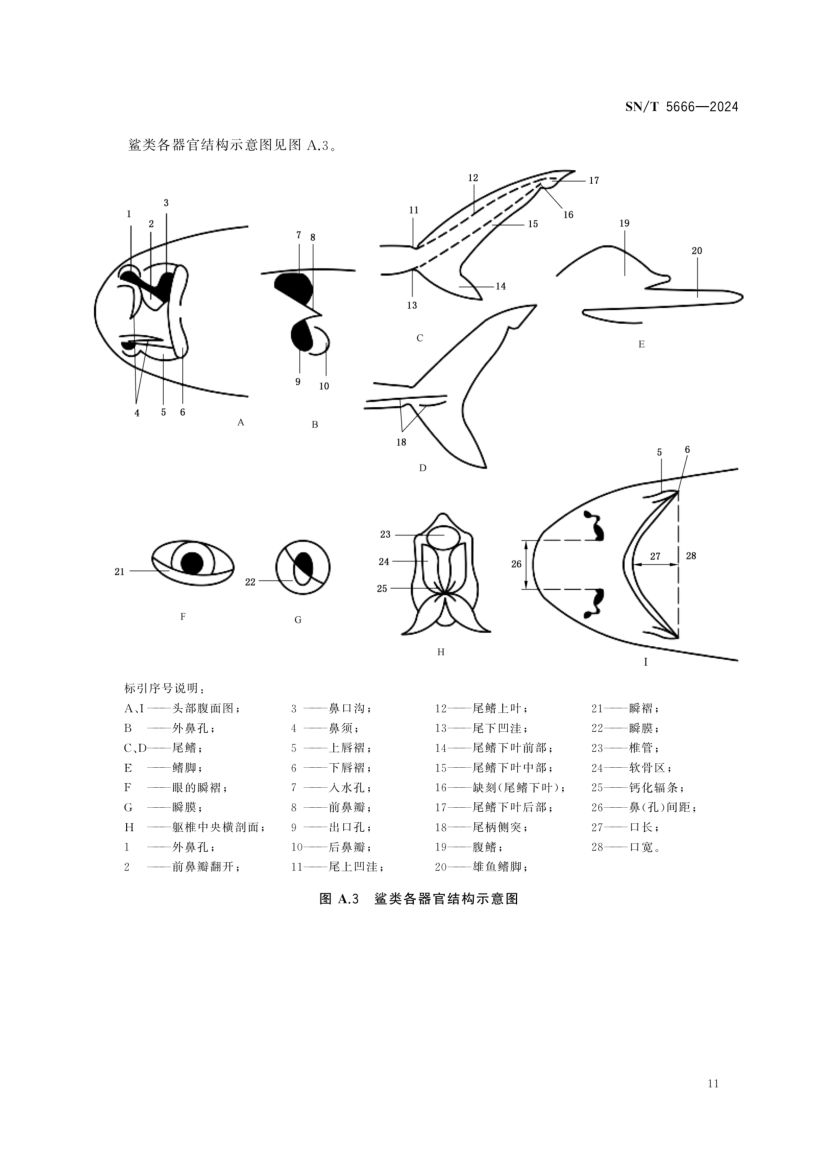 软骨鱼类物种鉴定技术规范SNT5666-2024第13页