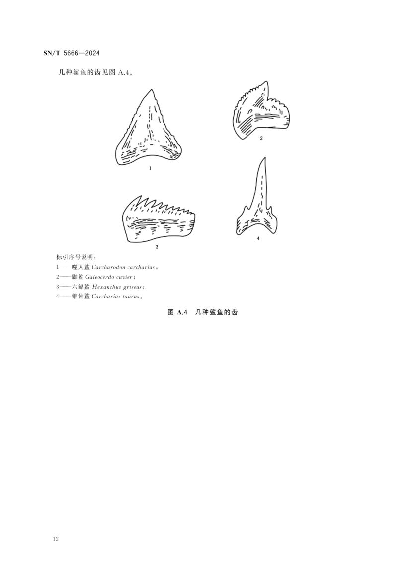 软骨鱼类物种鉴定技术规范SNT5666-2024第14页