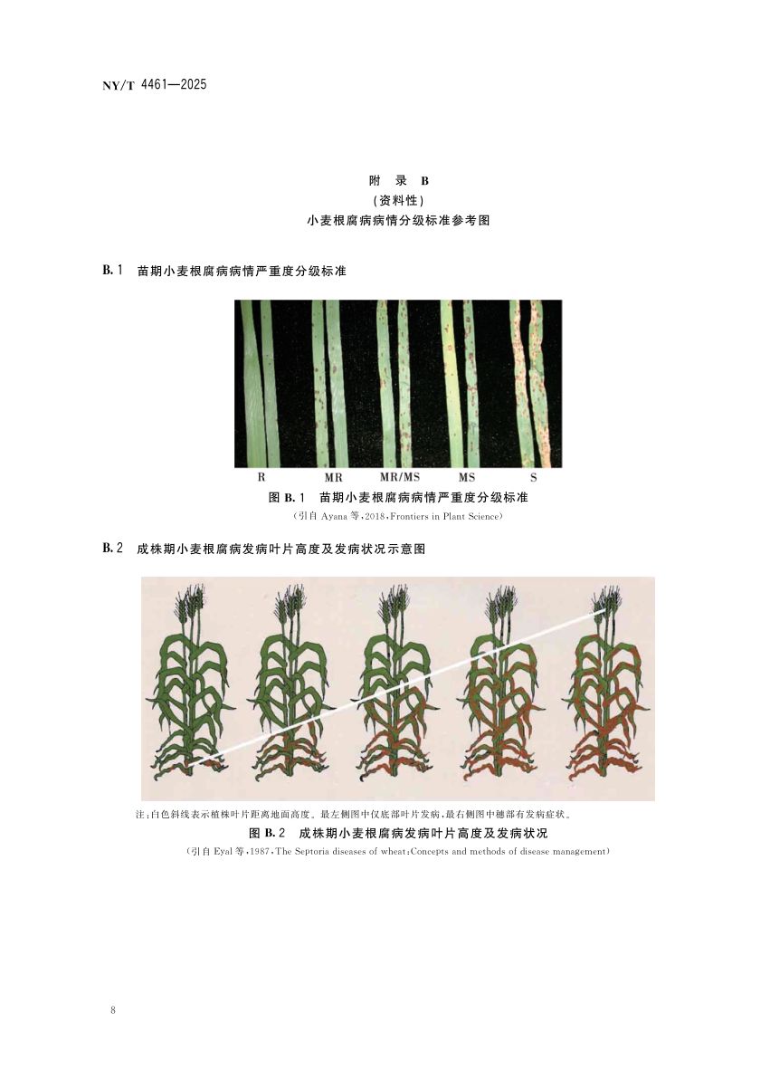 小麦根腐病抗性鉴定技术规程NYT4461-2025第11页