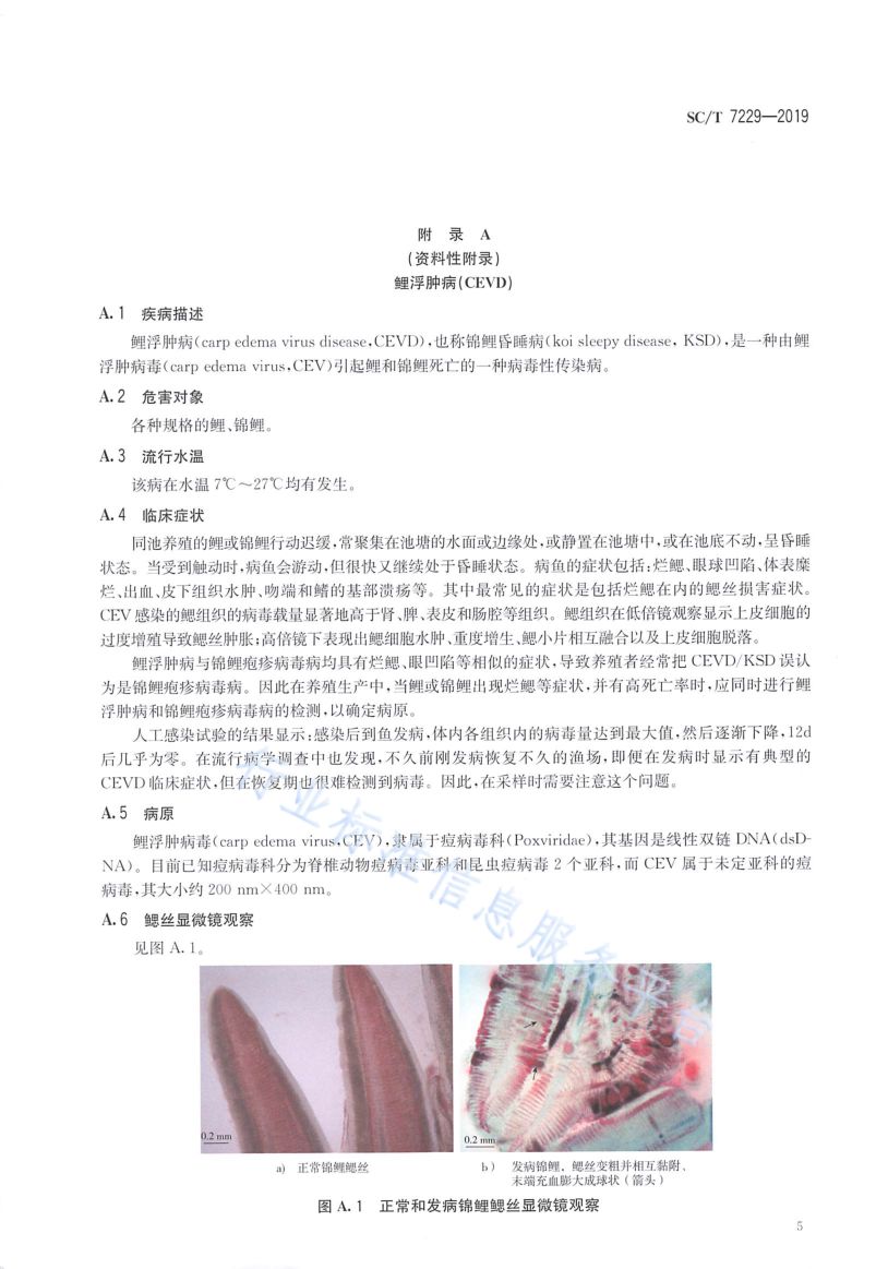 鲤浮肿病诊断规程SCT7229-2019第7页