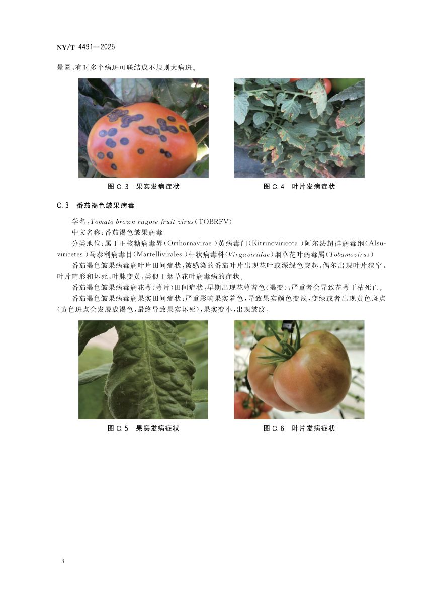 番茄种子产地检疫规程NYT4491-2025第11页