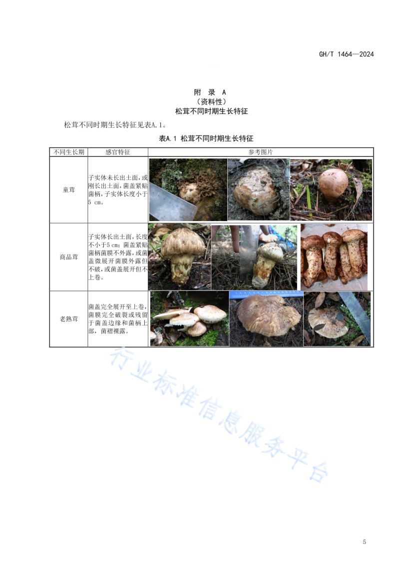 松茸鲜品流通规范GHT1464-2024第9页