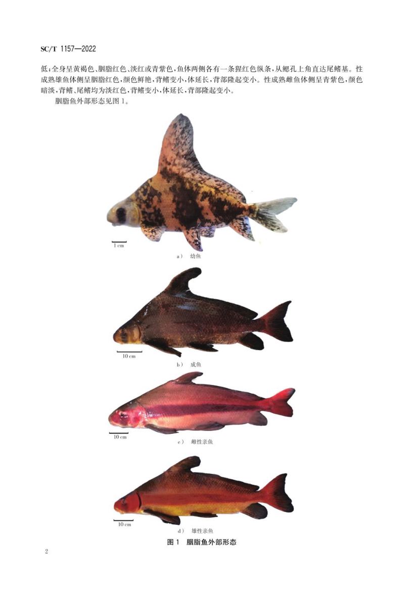 胭脂鱼SCT1157-2022第4页