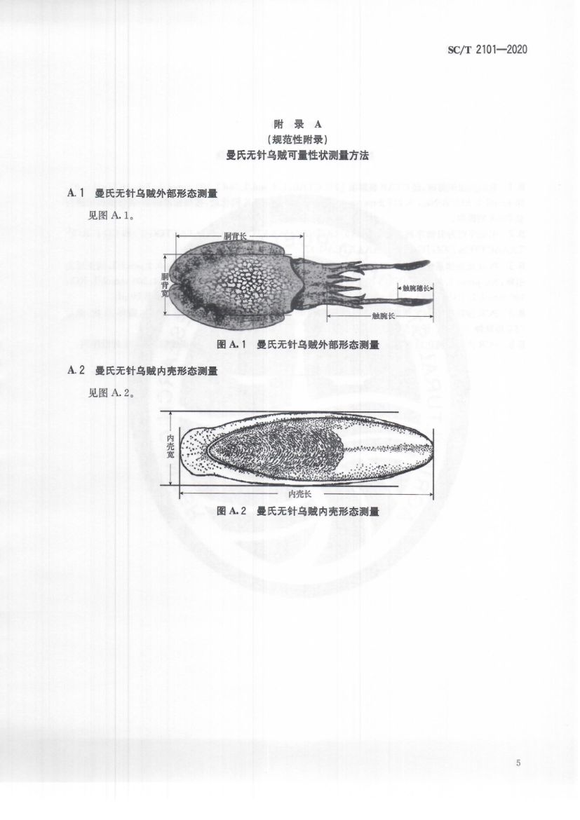 曼氏无针乌贼SCT2101-2020第9页