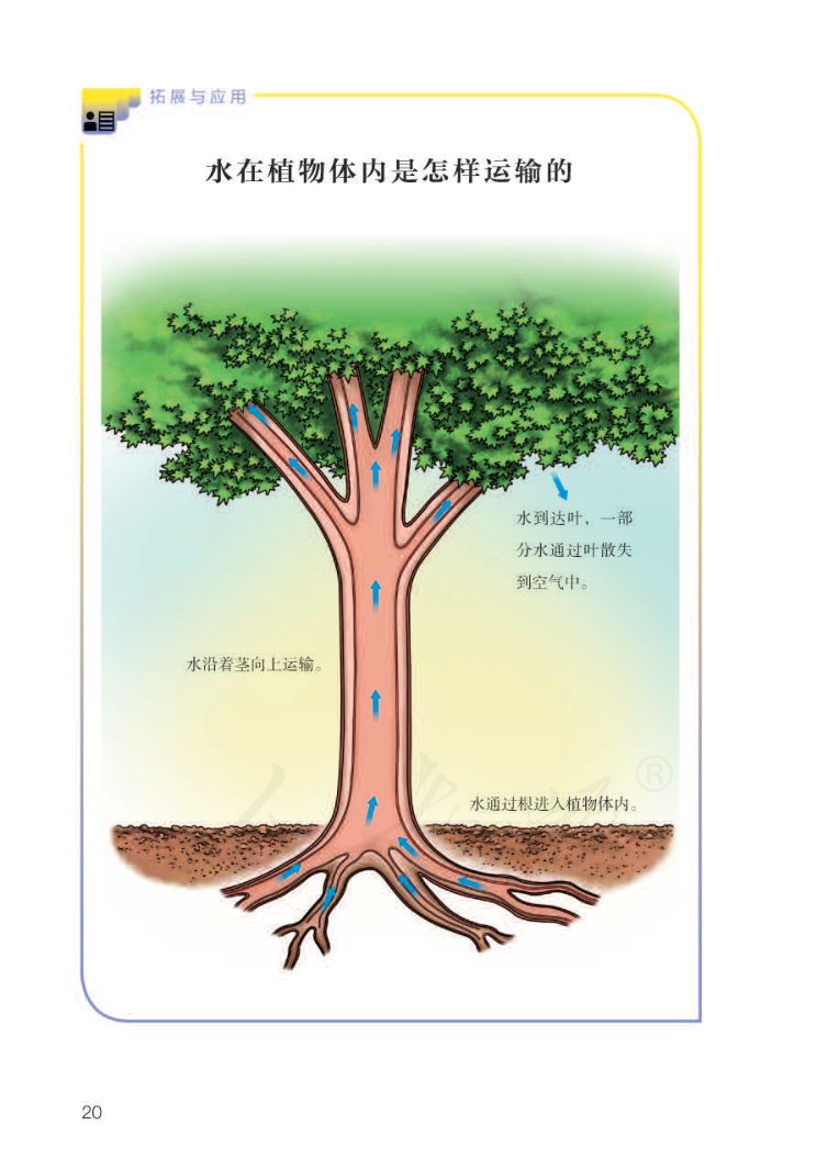 小学科学三年级下册人教版课本第22页