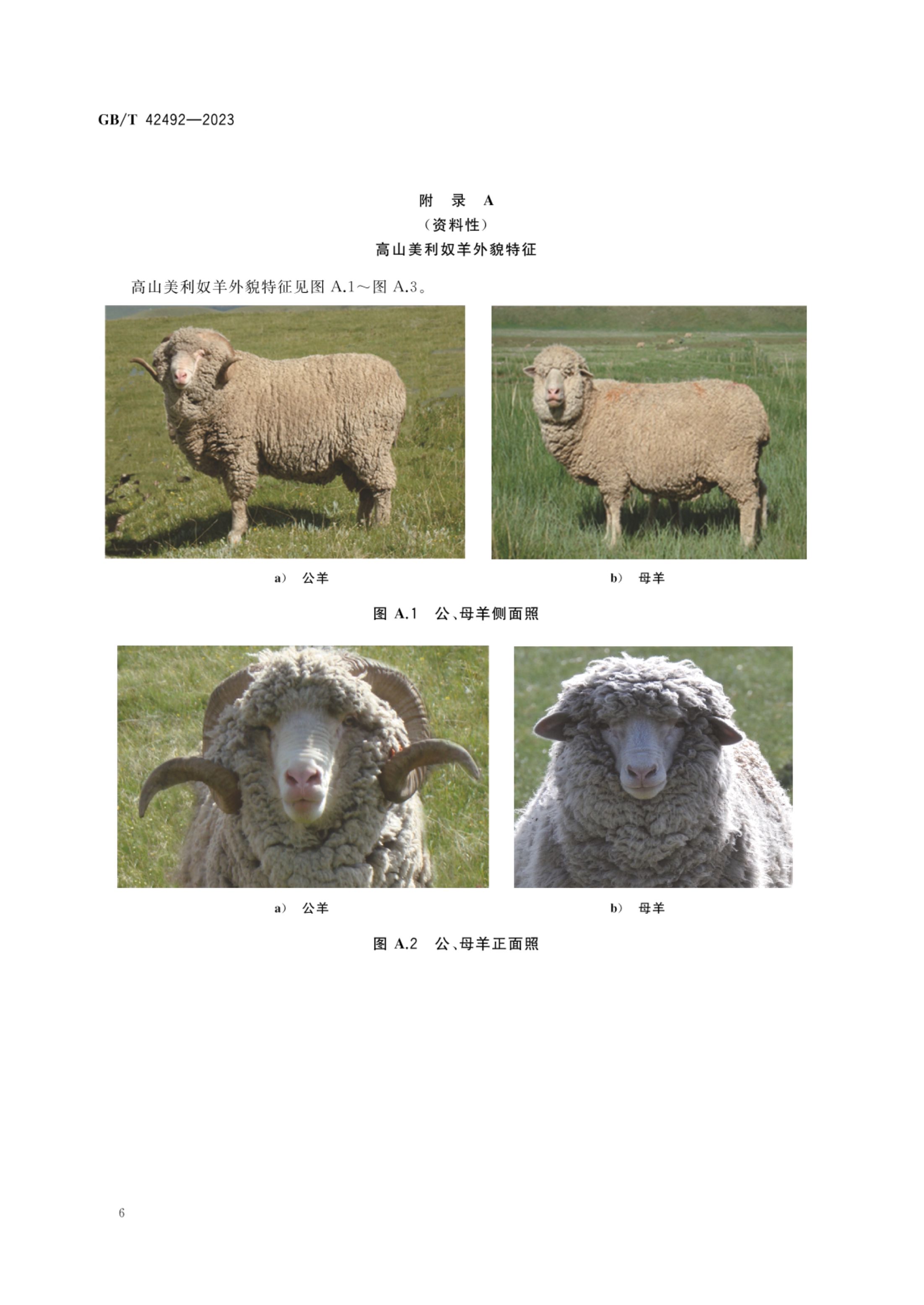 高山美利奴羊GBT42492-2023第8页