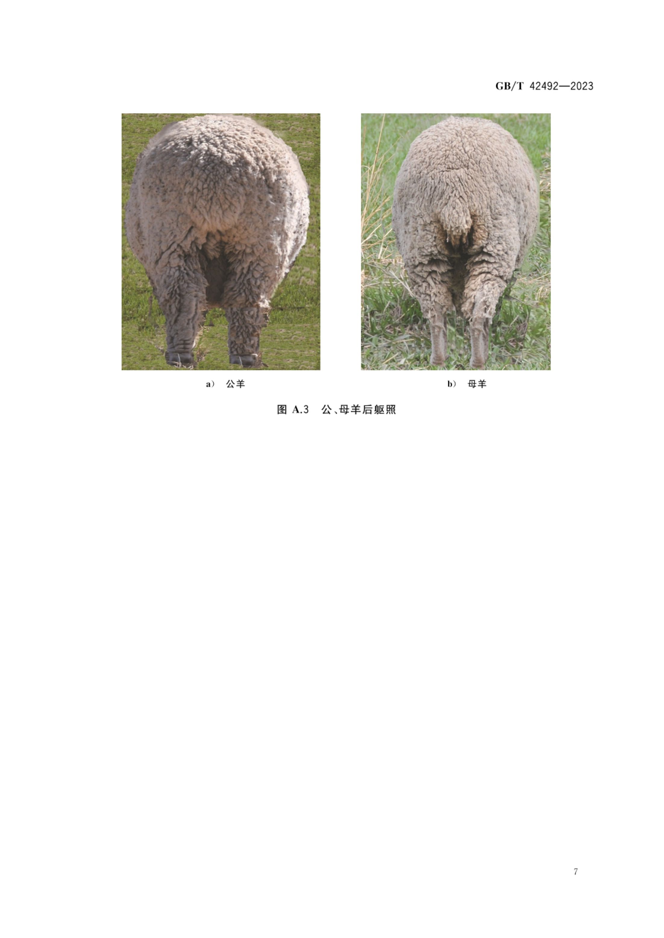 高山美利奴羊GBT42492-2023第9页