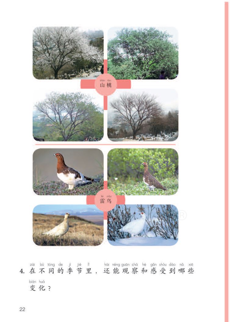 小学科学二年级下册人教版课本第24页