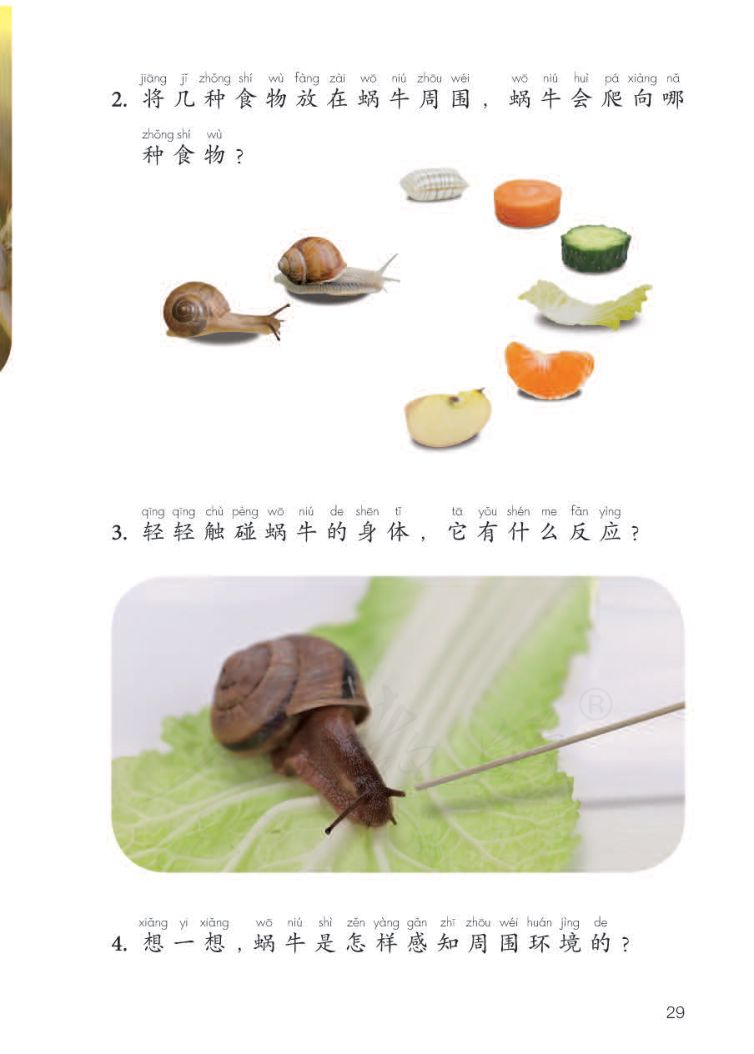 小学科学二年级下册人教版课本第31页