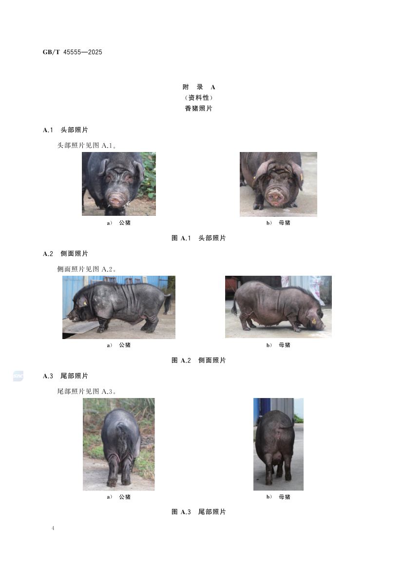 香猪GBT45555-2025第6页