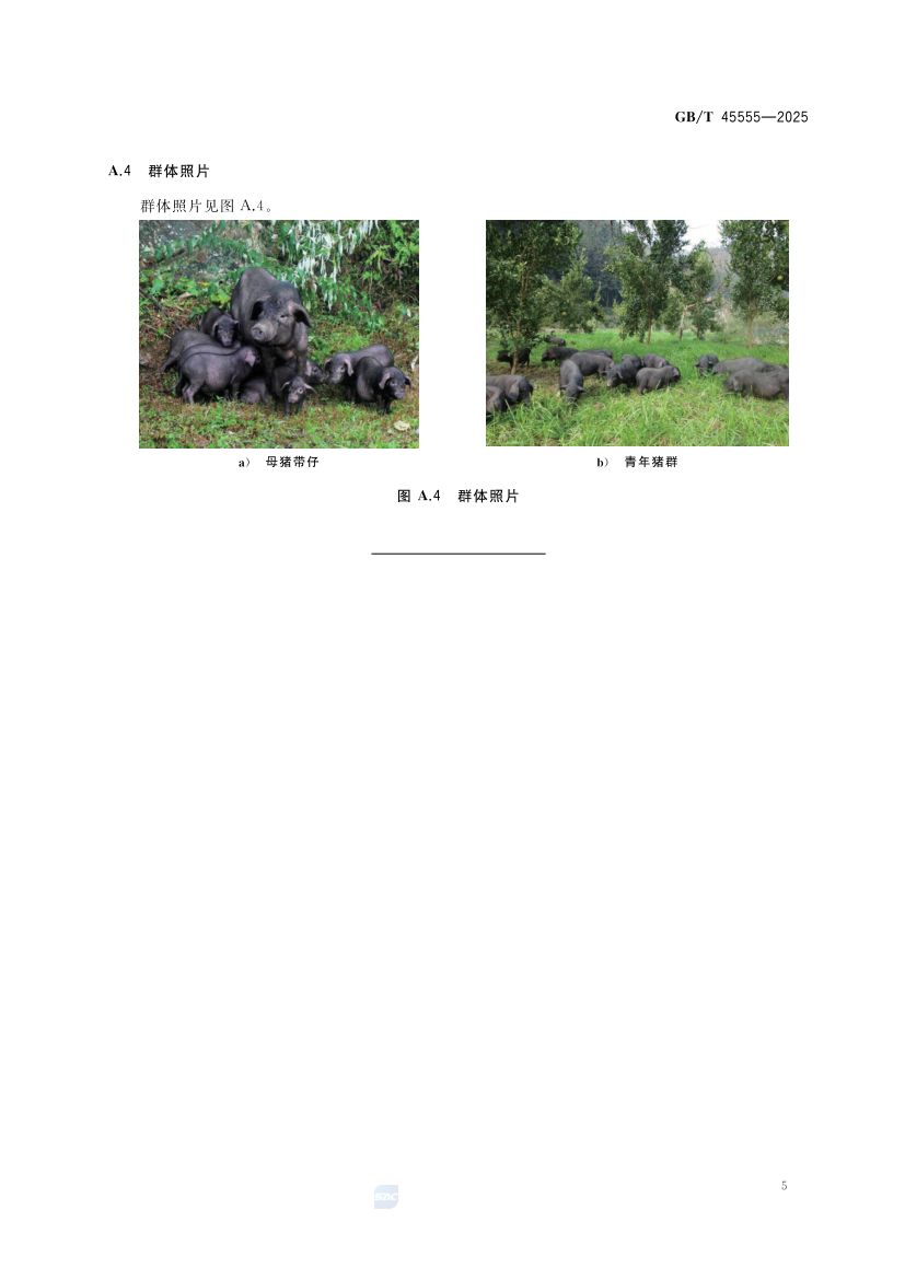 香猪GBT45555-2025第7页